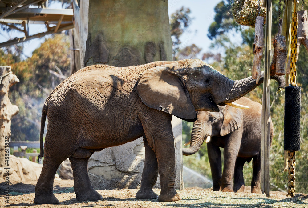 Fototapeta premium Elephant eating from a Hay Net
