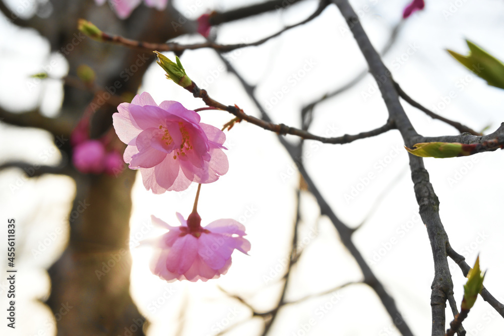 日差しを浴びる桜の花