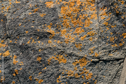 a gray weathered rock covered in yellow lichen photo