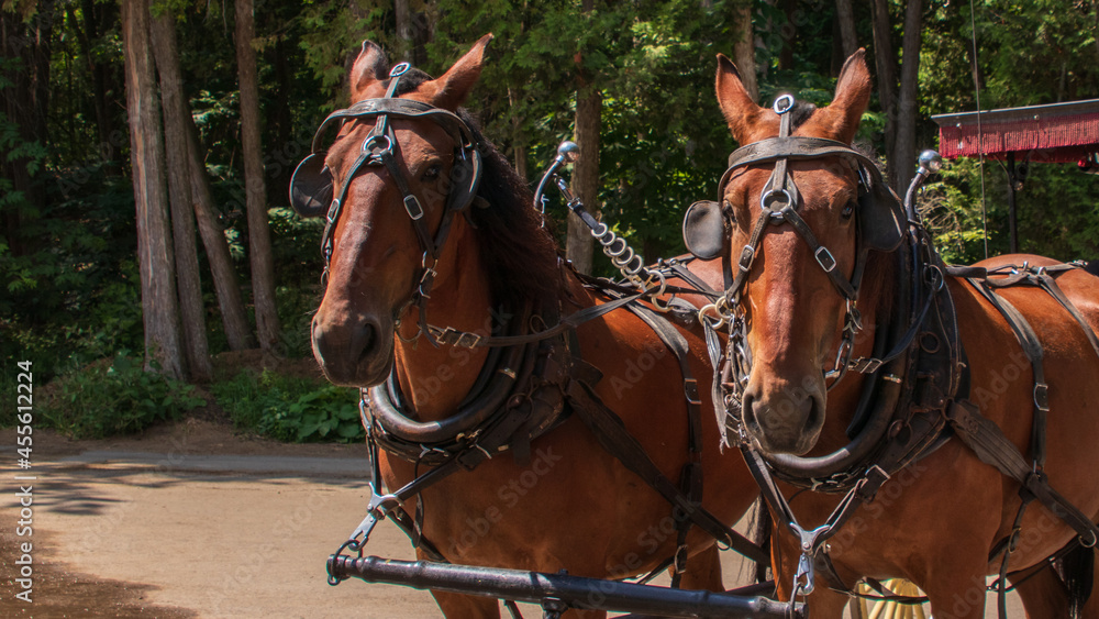 Obraz premium Carriage Horses on Mackinac Island