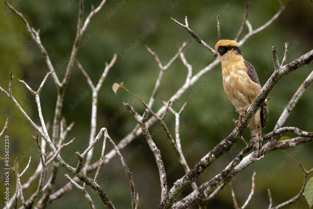 Obraz premium Lachfalke (Laughing falcon) Costa Rica