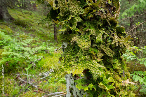 Tree lungwort, Lobaria pulmonaria growing on deciduous tree in forest