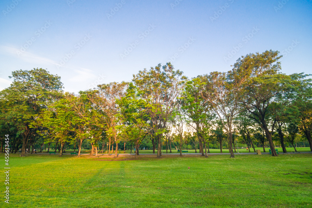 Naklejka premium Green tree forest with green grass in public park sunset