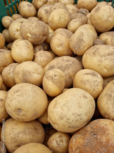 Fresh potatoes on the farm.