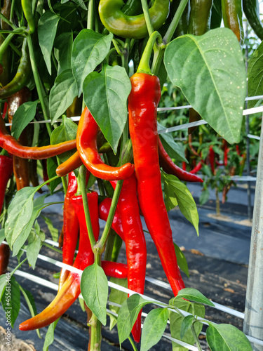 Red chili pepper growing in a chilli field