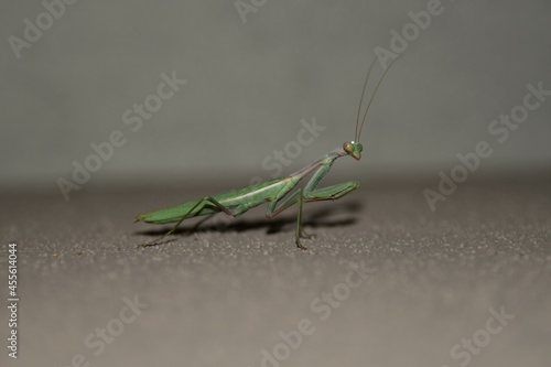 Green praying mantis Stamomantis libata