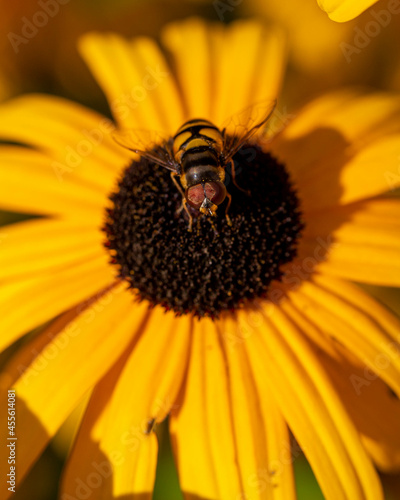 A bee on a daisy