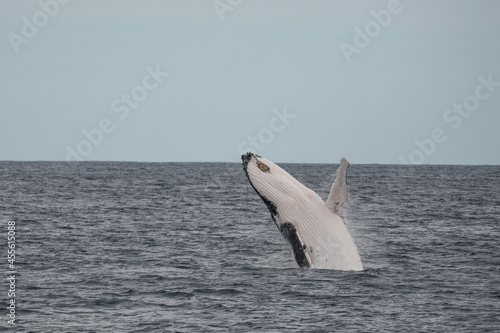 Humpback Whale Breach