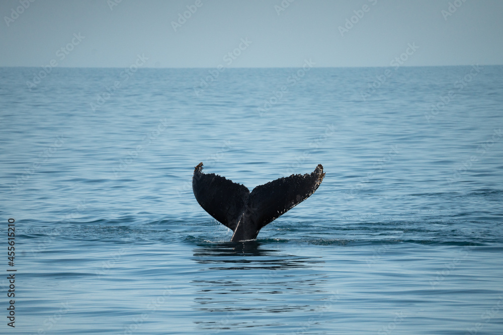 Fototapeta premium Humpback Fluke