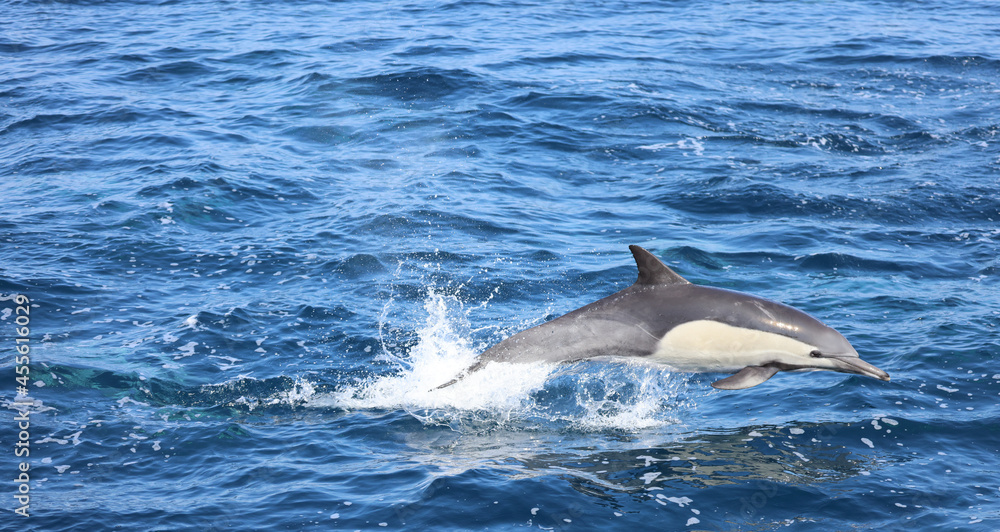 Naklejka premium dolphin jumping out of water
