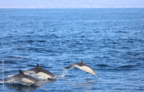 group of dolphins © FPLV