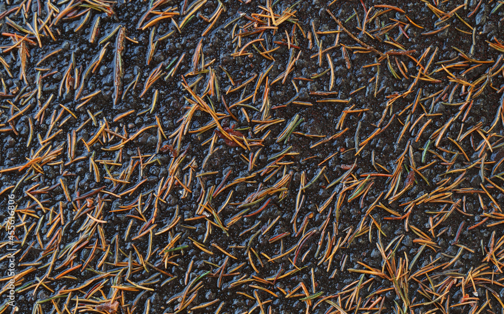 針葉樹　葉　道　雨