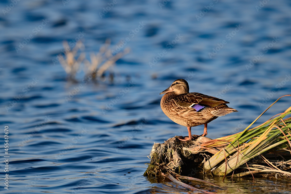 Fototapeta premium Mallard Duck - Female