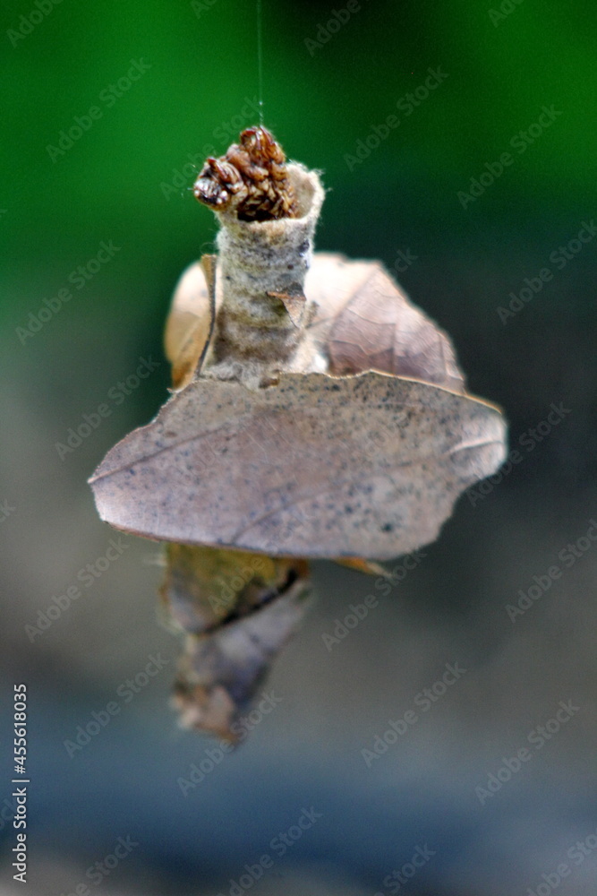 Fototapeta premium Bagworm in the Intag Valley, outside of Apuela, Ecuador