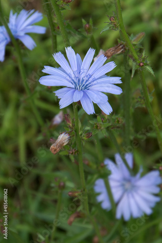 Chicory flower blooming, common chicory also known as witloof chicory, blue daisy, blue dandelion, wild succory, blue – sailors