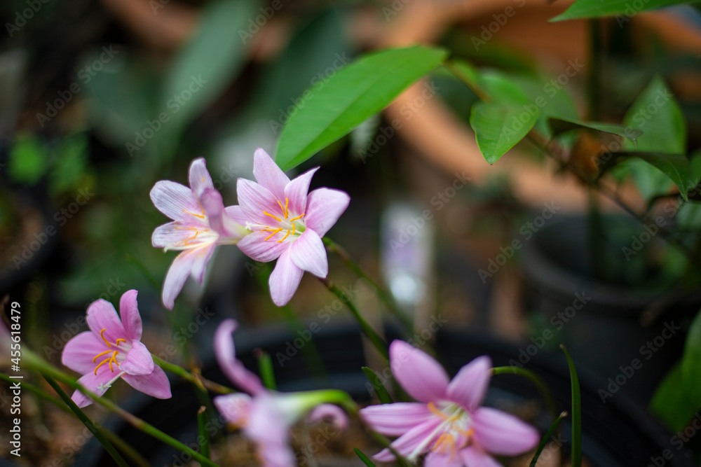 Zephyranthes grandiflora flower and blurred background.