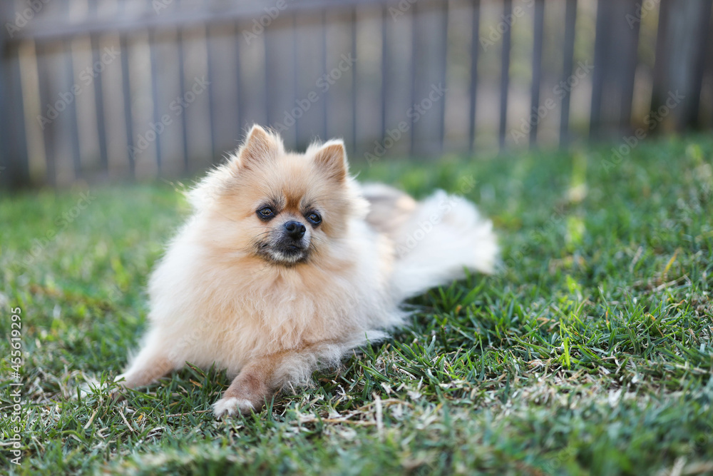 Adorable Fluffy Pomeranian Dog on Green Grass