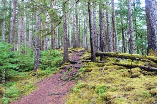 A beautiful forest trail with the forest floor covered in green moss  on a pretty hike in Haida Gwaii  British Columbia  Canada
