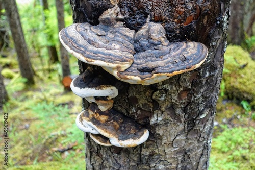A closeup photo of the Fomitopsidaceae layered on the side of a tree, which are a family of fungi in the order Polyporales. Most species are parasitic on woody plants, and tend to cause brown rots. © christopher