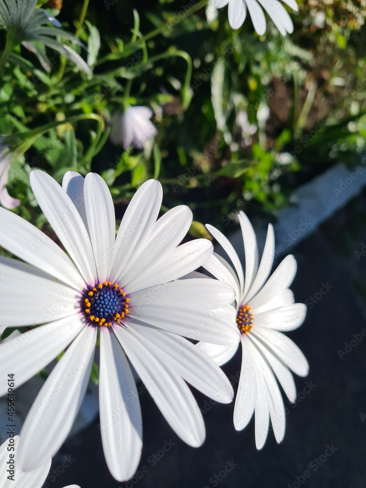 Fototapeta premium daisies