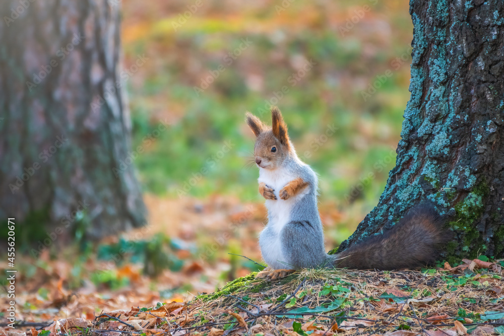 Autumn Squirrel standing on its hind legs on on green grass with fallen yellow leaves
