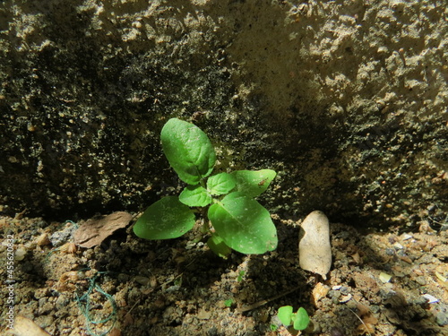 Small tulsi plant growing in a sand