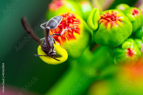Macro of bee pollinating flowers in organic garden bathed with natural light, outdoors, natural wisdom.