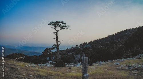 tree in the mountains © Raw2Cut