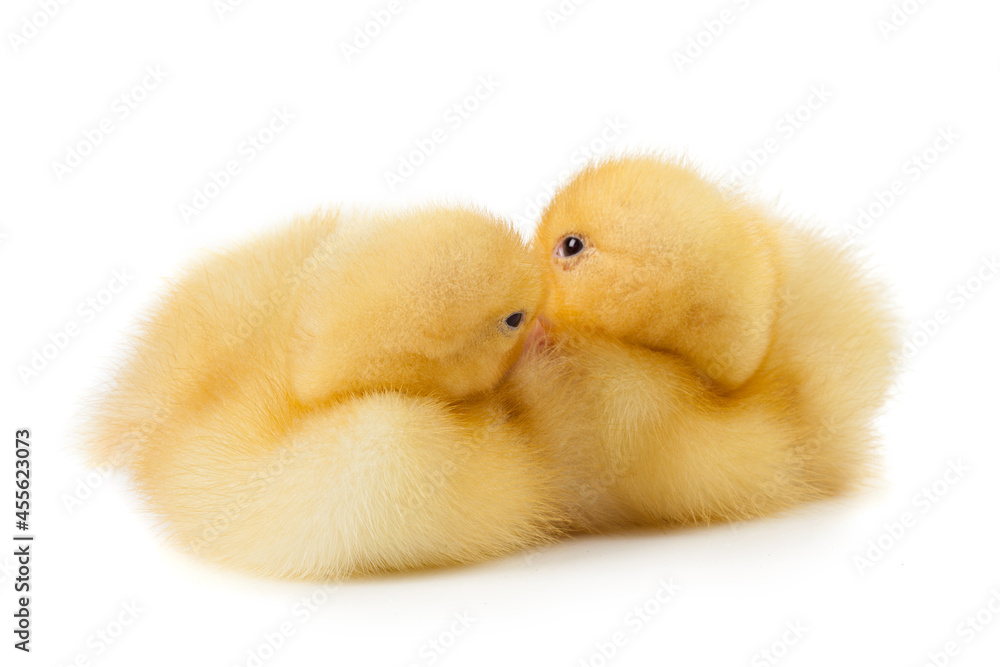 two little ducklings sleep close together on white background. two little ducklings sleep close together on white background.