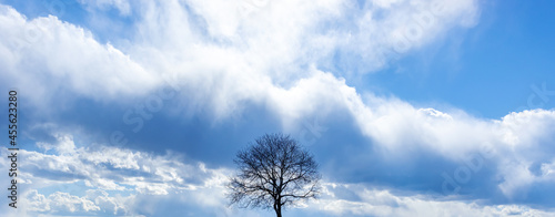 落葉樹と冬の空