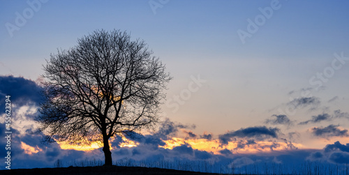 落葉樹と冬の空 © blew_f