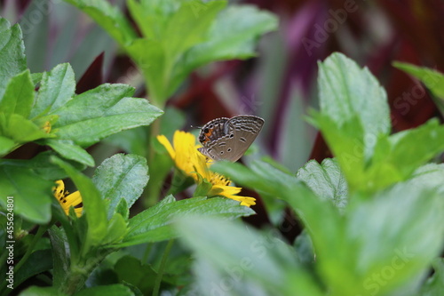 Ciliate Blue Anthene Emolus (Singapore Butterfly) with Singapore daisy photo