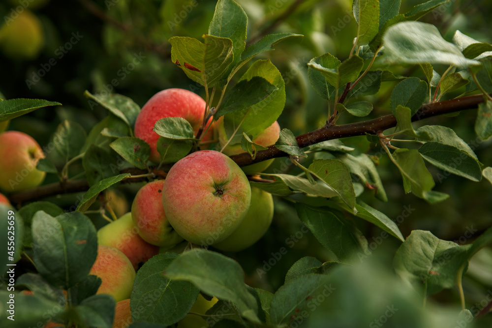 Yellow-colored apples hang on branches with green leaves