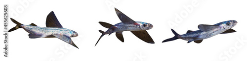 Foto flying fish, set of Exocoetidae isolated on white background