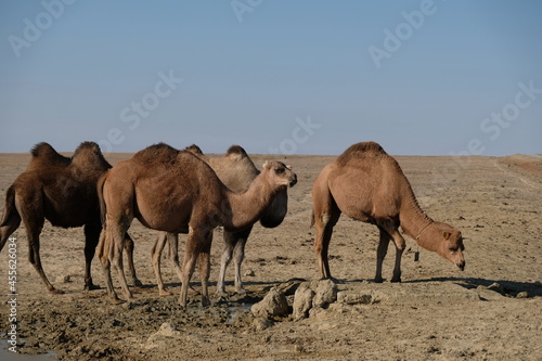 Fototapeta Naklejka Na Ścianę i Meble -  Camels on a sandy desert territory near the Aral Sea.