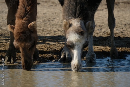 Camels on a sandy desert territory near the Aral Sea. photo