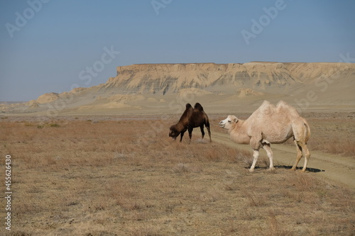 Camels on a sandy desert territory near the Aral Sea.