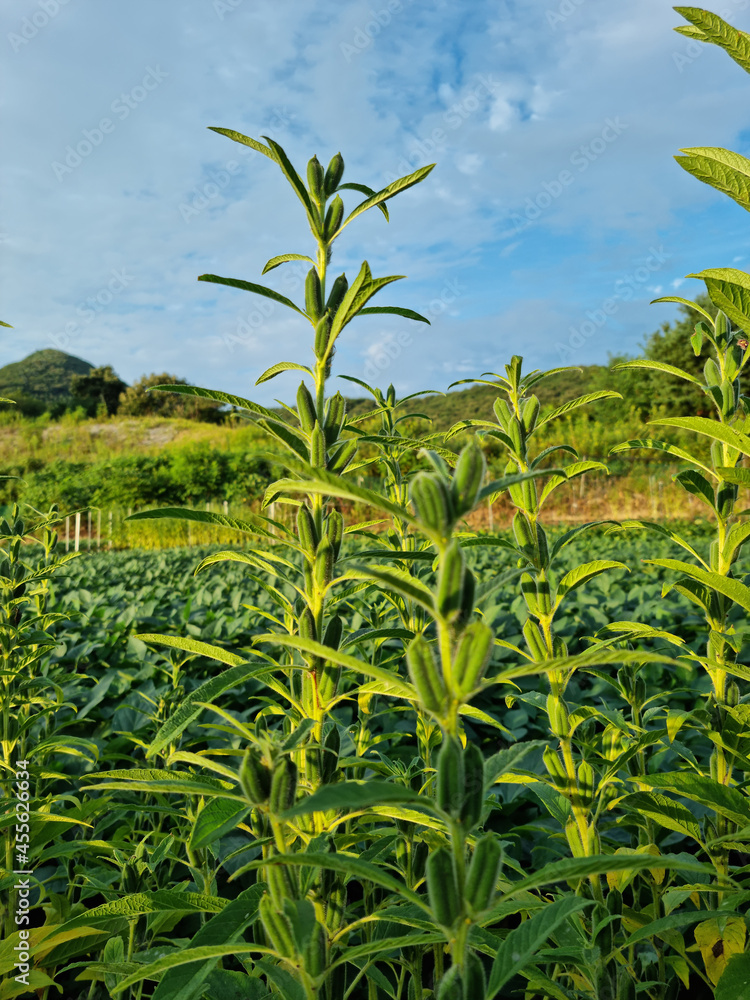 The appearance of Sesame in the field. The appearance of Sesame in the field.