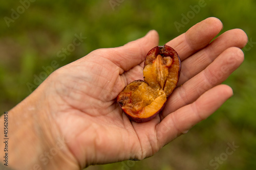 Plum fruit damaged by plum moth in woman's hand
