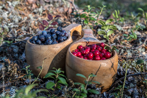 Wild berries in a wooden bowl. Northern berry: lingonberry, blueberry, cranberry.