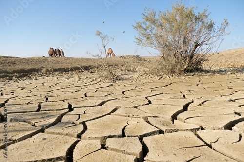 A deserted sandy area with camels photo