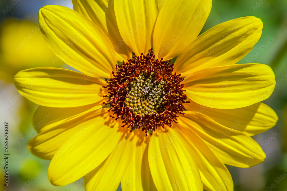 A Prairie Sunflower bloom in late summer. These are large flowers , up to 3 A Prairie Sunflower bloom in late summer. These are large flowers , up to 3