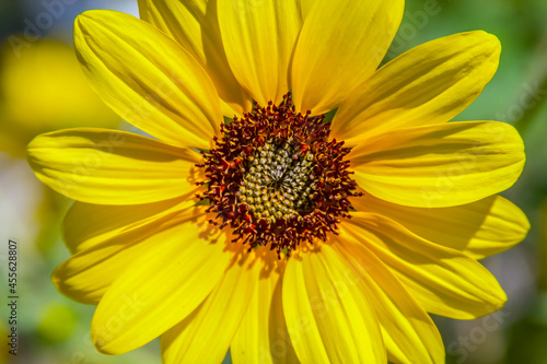 A Prairie Sunflower bloom in late summer.  These  are large  flowers   up to 3   in diameter