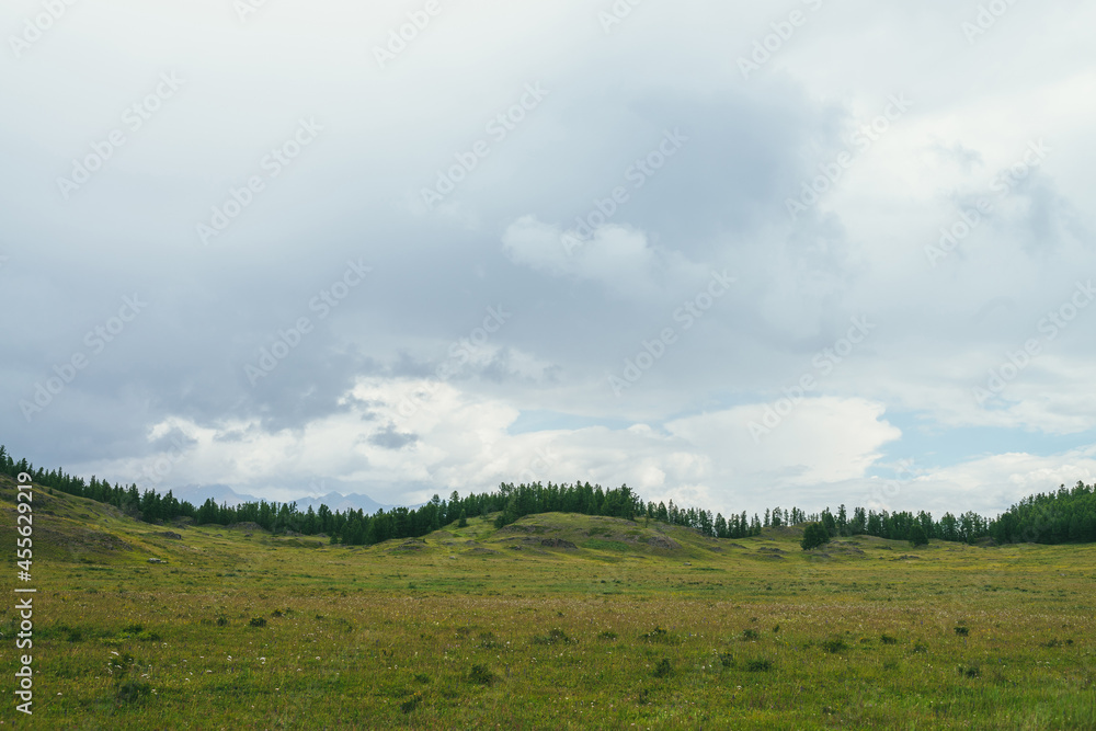 Beautiful green scenery with forest edge on hills under cloudy sky. Atmospheric landscape with forest hills and silhouettes of mountains on horizon in cloudy sky. Cloudiness weather in mountains. Beautiful green scenery with forest edge on hills under cloudy sky. Atmospheric landscape with forest hills and silhouettes of mountains on horizon in cloudy sky. Cloudiness weather in mountains.