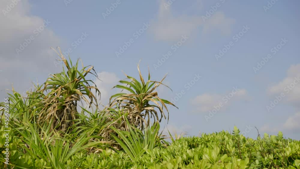 南国の木々と青い空(Tropical trees and blue skies) 南国の木々と青い空(Tropical trees and blue skies)