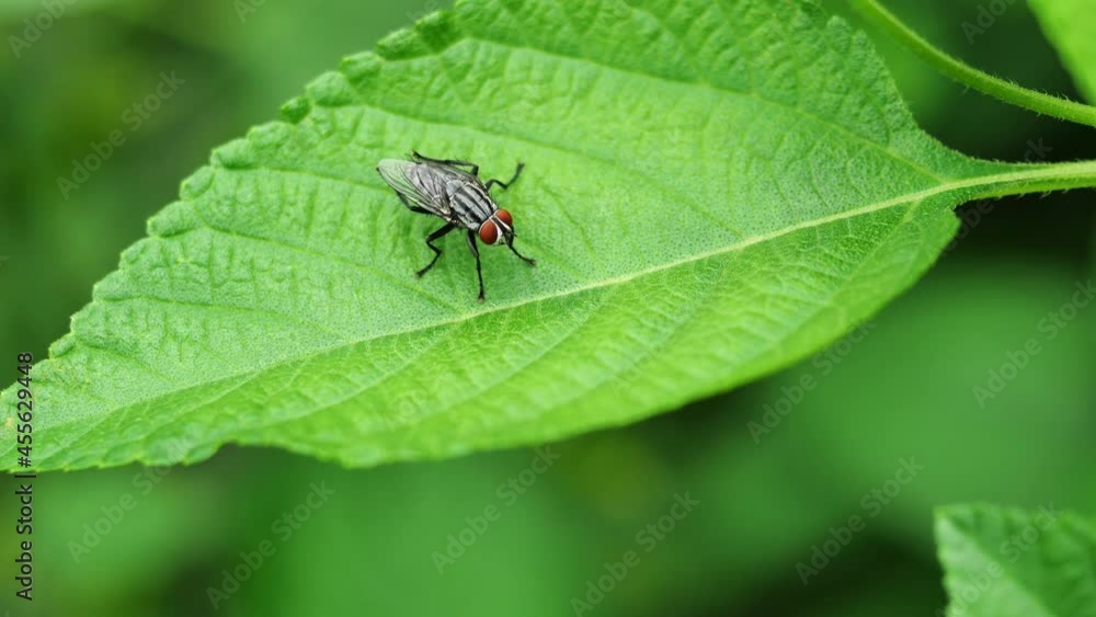 Cluster fly use it hind legs to rubbing and cleaning the wings on leaf with natural green background Cluster fly use it hind legs to rubbing and cleaning the wings on leaf with natural green background