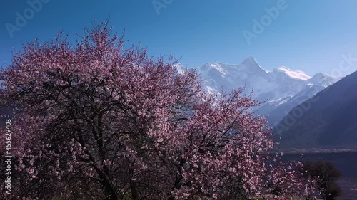 Peach Blossom Snow Mountain in Nyingchi, Xizang, China