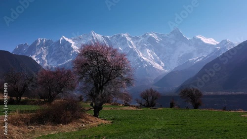 Peach Blossom Snow Mountain in Nyingchi, Xizang, China