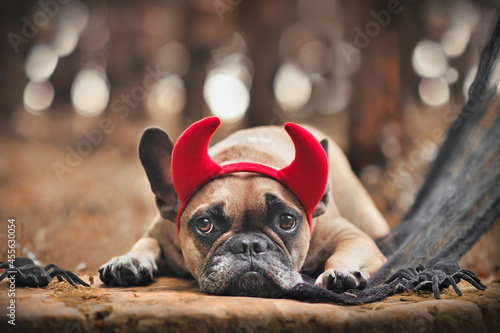 Fototapeta Naklejka Na Ścianę i Meble -  Halloween French Bulldog dog wearing red devil horn costume headband