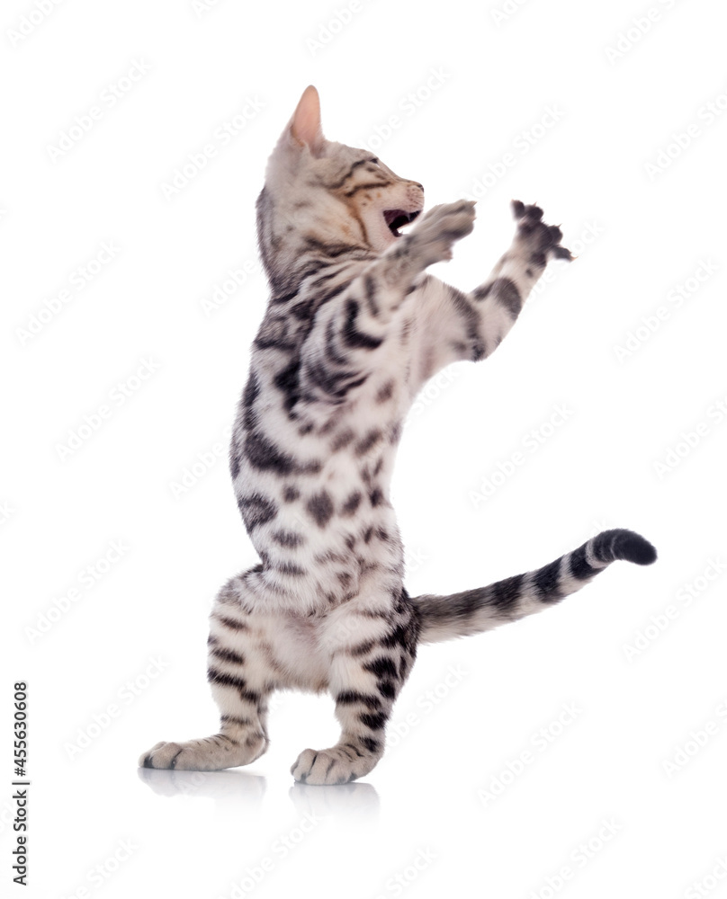 Fototapeta premium bengal kitten in studio